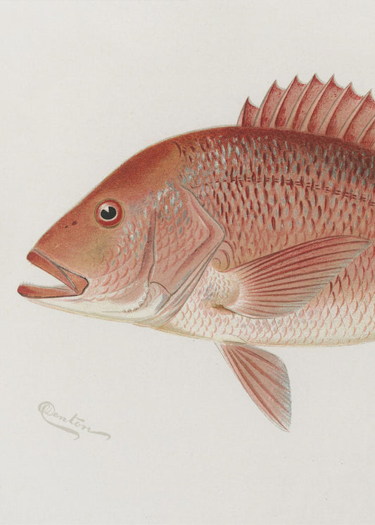 Rode Snapper | Poster