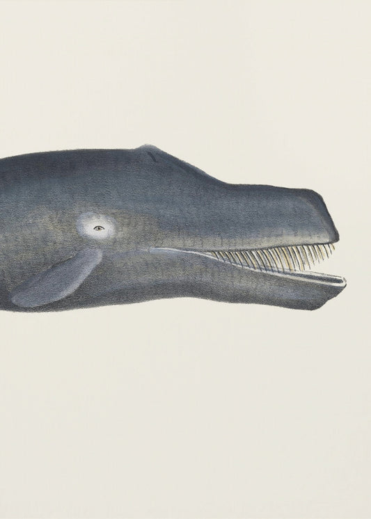 Whale I Tight Crop   Handcolored Sealife Lithograph 1824 | Poster