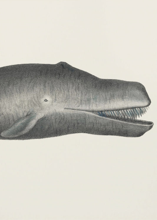 Whale Ii Tight Crop Handcolored Sealife Lithograph 1824 | Poster