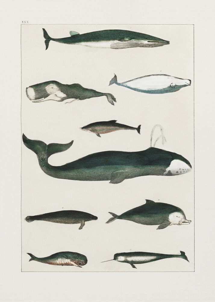 Vintage Walvisposter | Poster