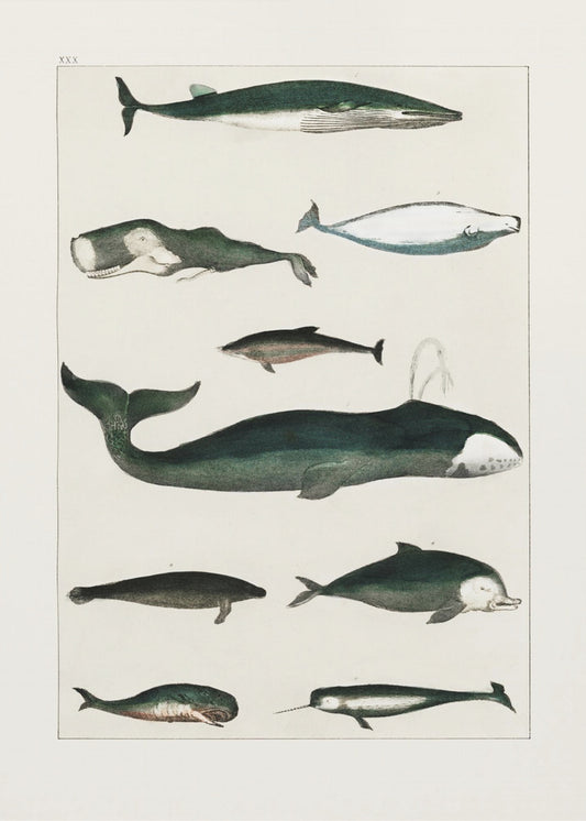 Vintage Walvisposter | Poster