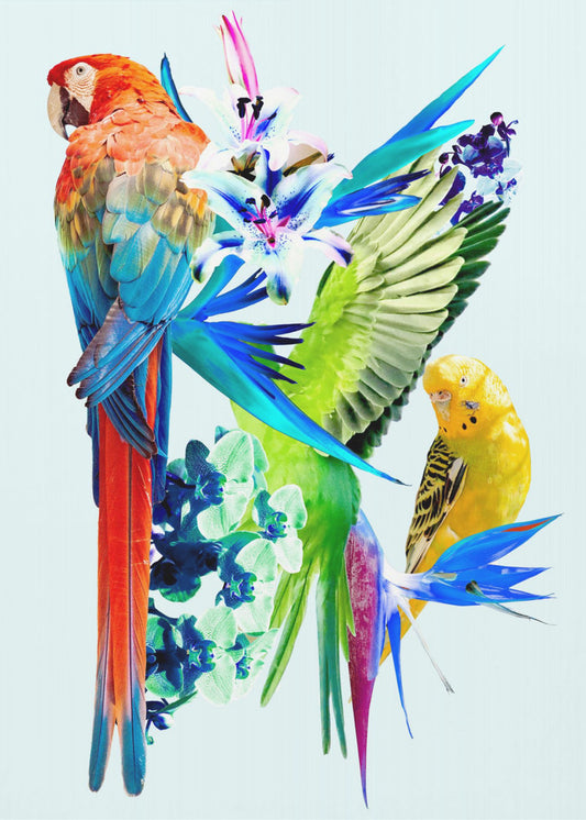 Paradijsvogels I | Poster