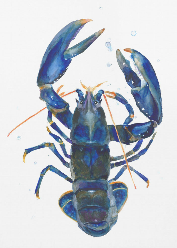 Een blauwe kreeft | Poster