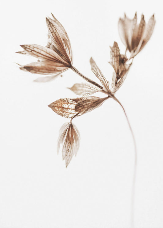 Delicate Plant I | Poster