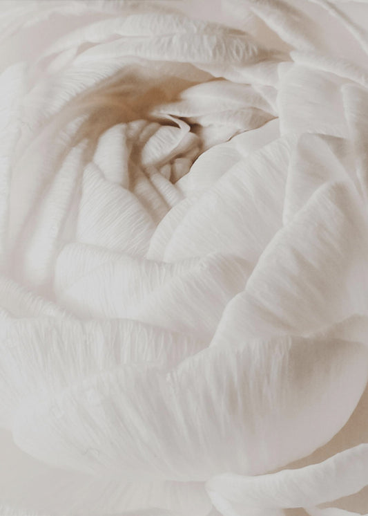 Buttercup | Poster