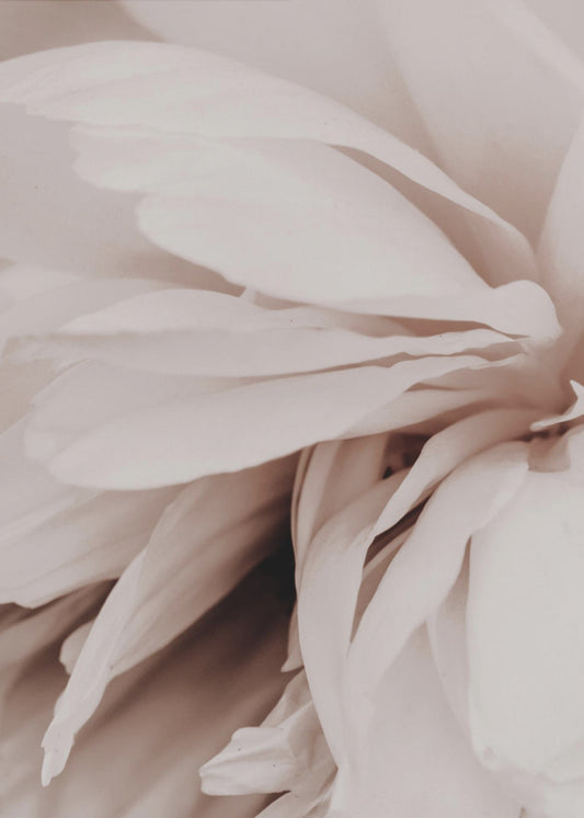Peony | Poster