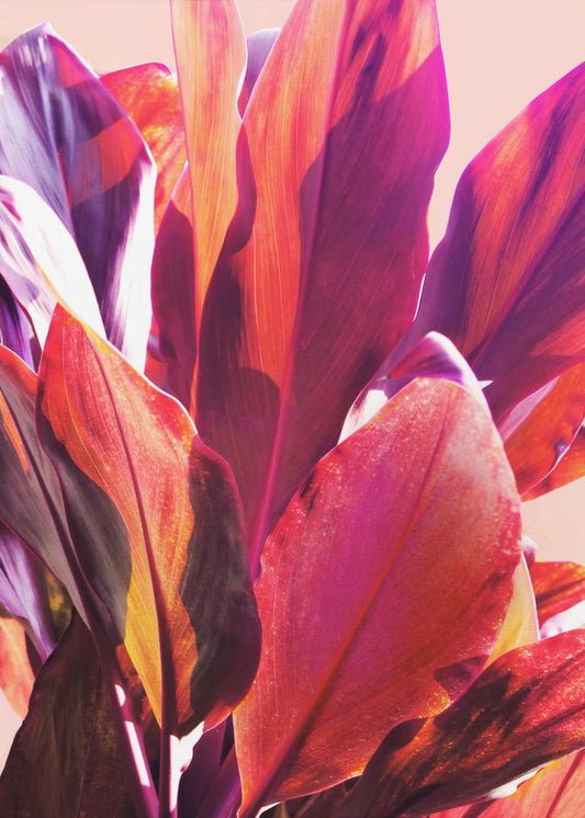 Fuchsia Bladeren I | Canvas