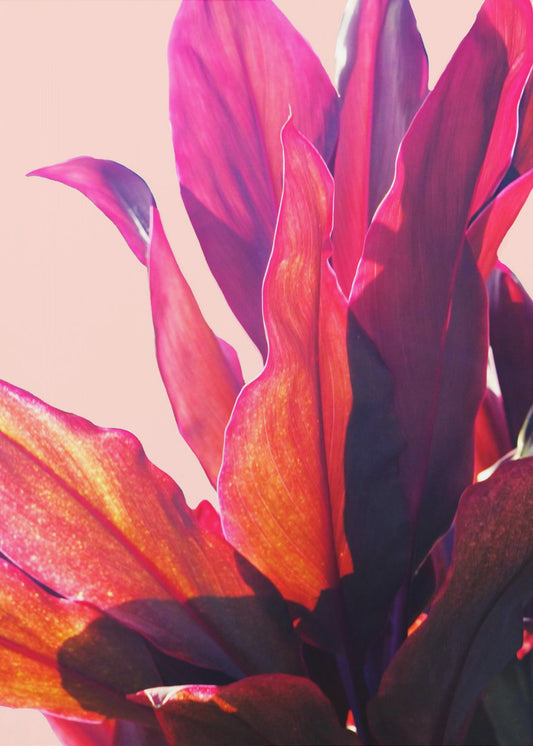 Fuchsia Bladeren II | Canvas