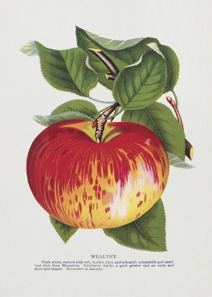 Rijke appellithografie | Poster