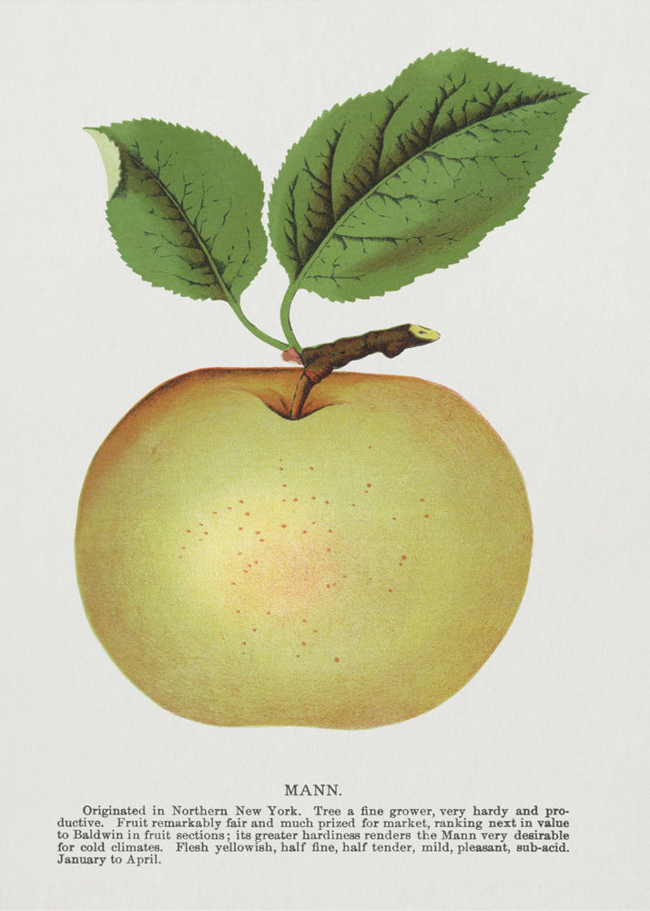 Mann Appellithografie | Poster