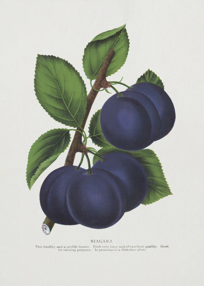 Niagara Plum Lithografie | Poster