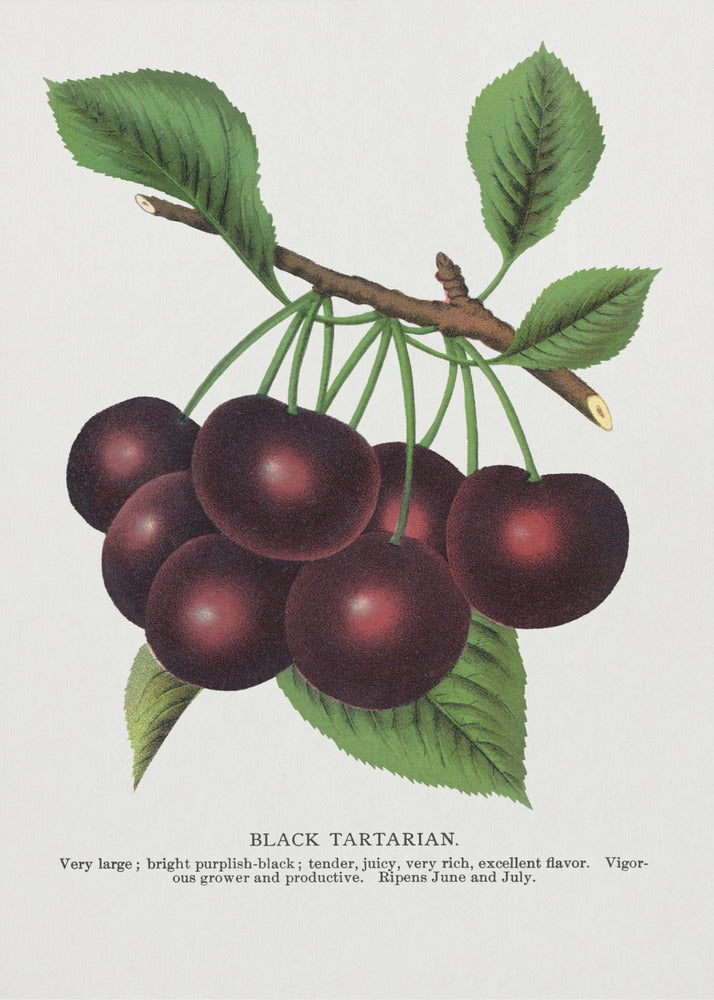 Lithografie van zwarte tartaarse kers | Poster