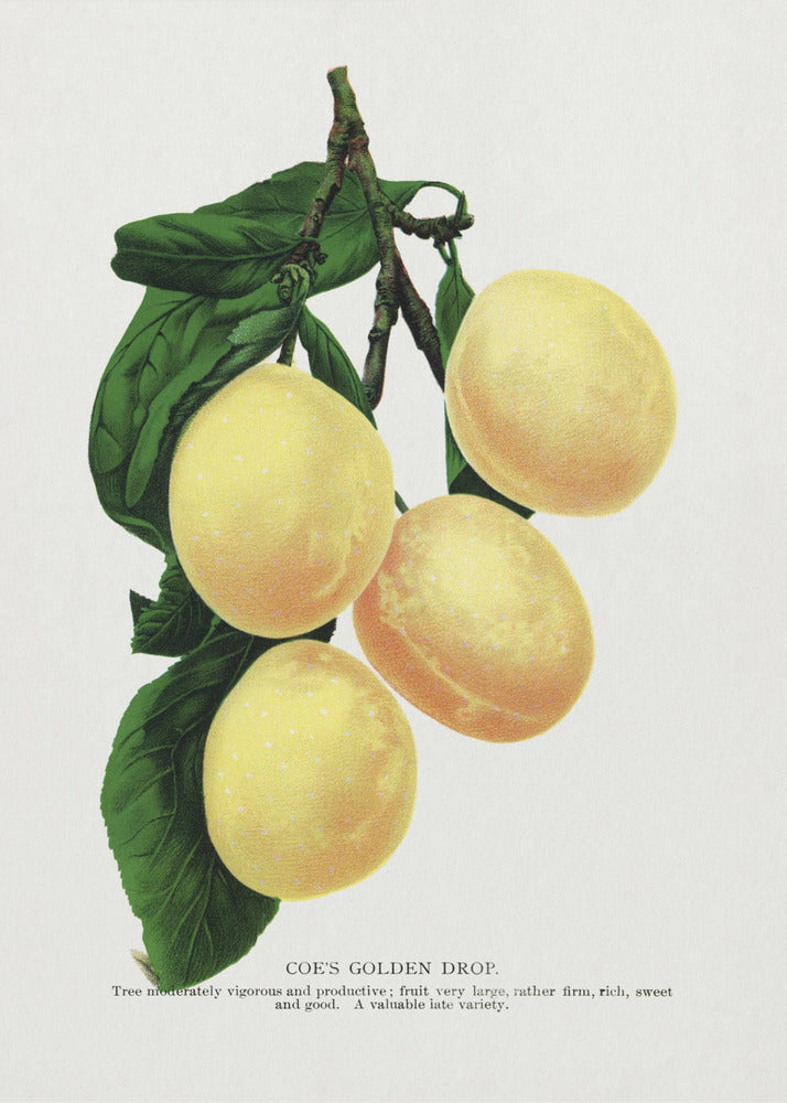 Coe's Golden Drop Plum Lithografie | Canvas