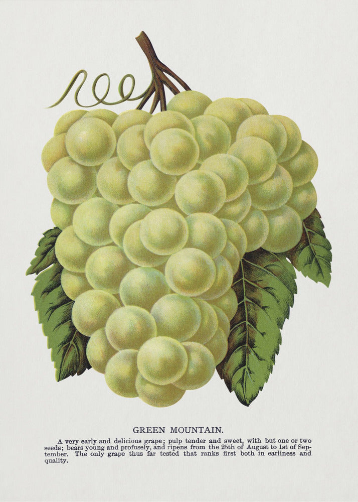 Groene bergdruiflithografie | Canvas