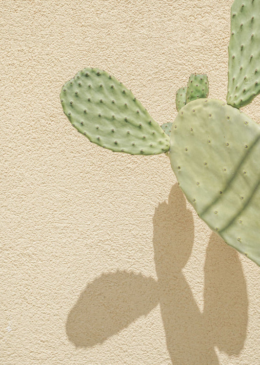 Cactussen Schaduwspel | Canvas
