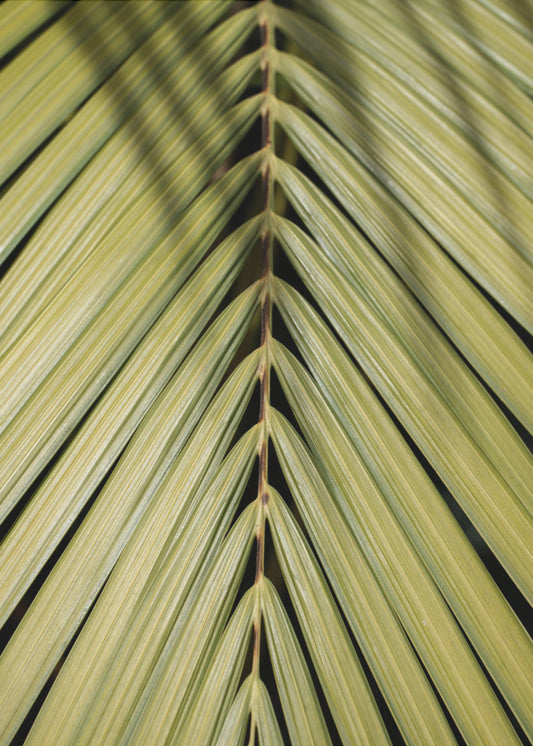 Tropisch blad | Canvas