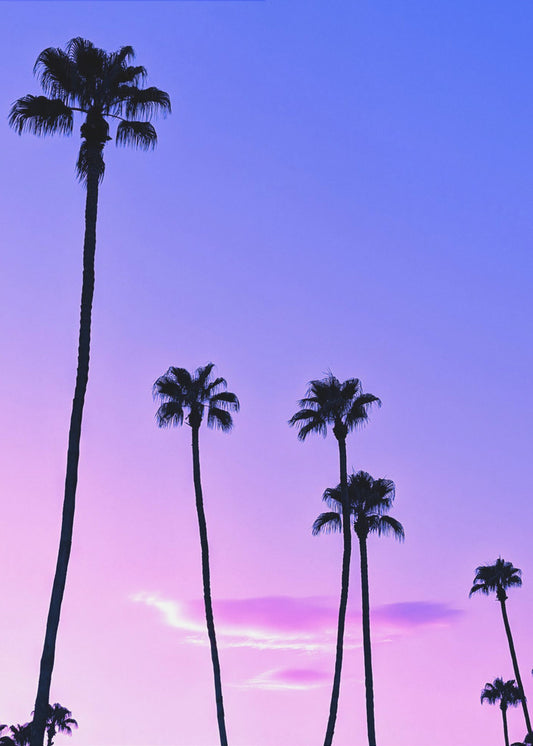 Palmboom zonsondergang | Canvas