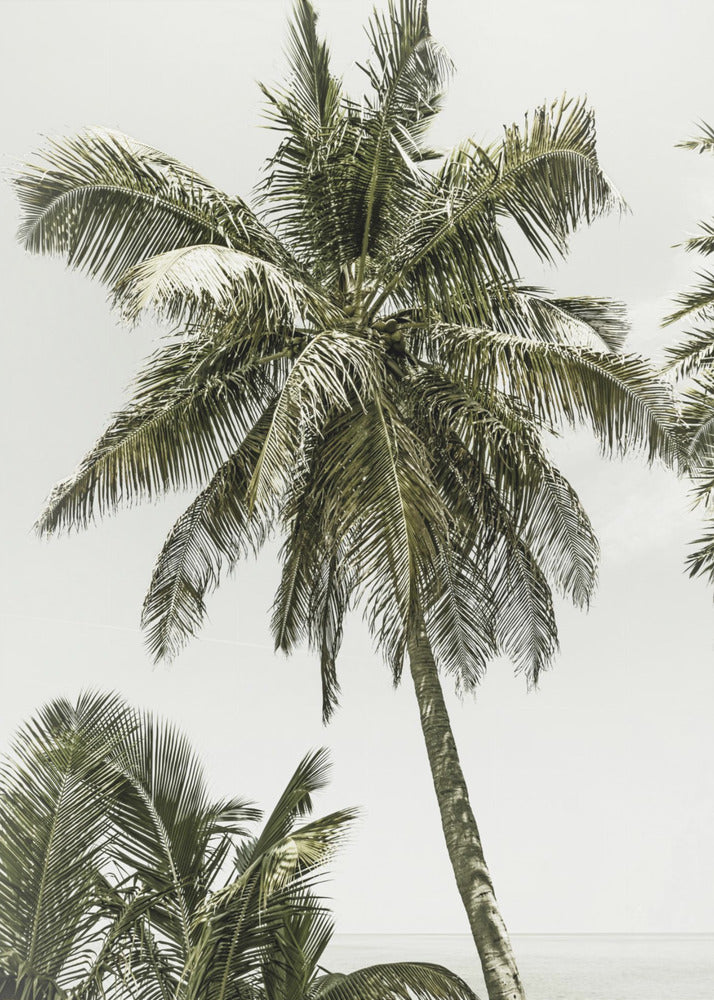 Palmbomen aan de oceaan | Vintage | Canvas