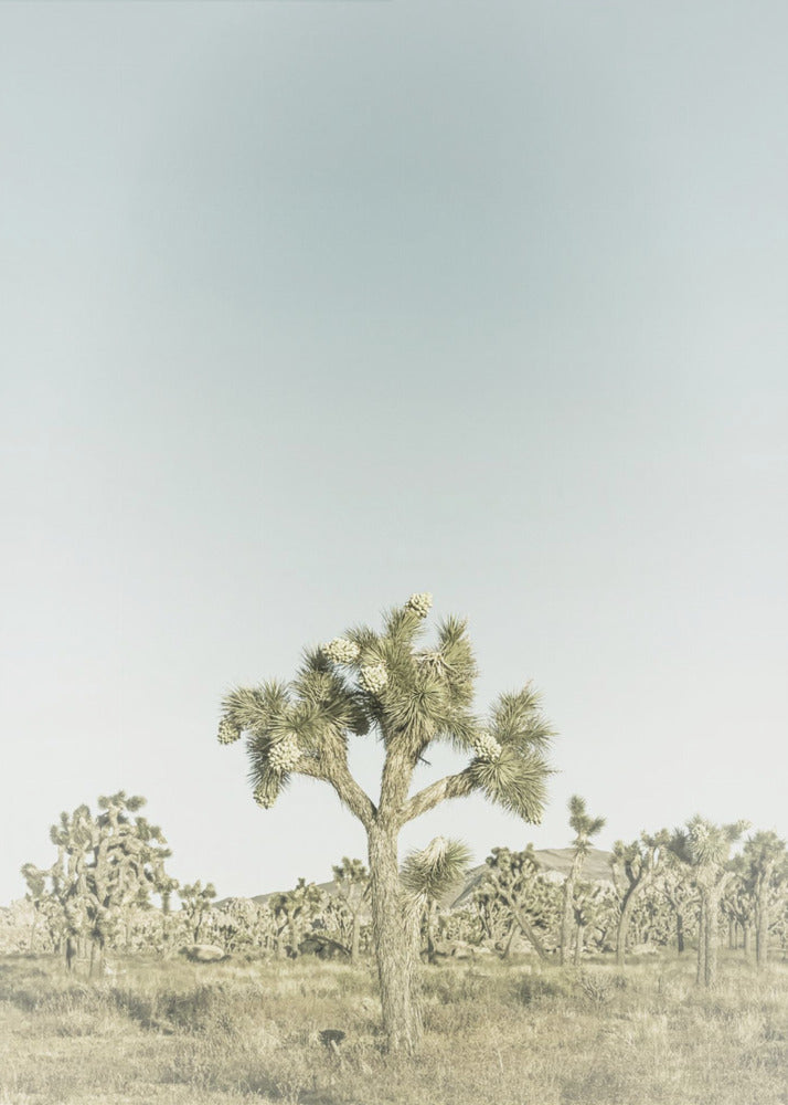 Vintage Joshua Tree Nationaal Park | Canvas