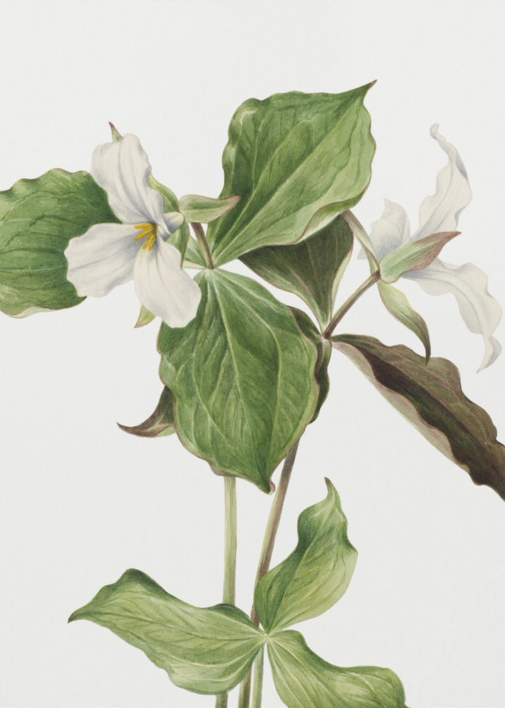 Grote witte trillium | Poster
