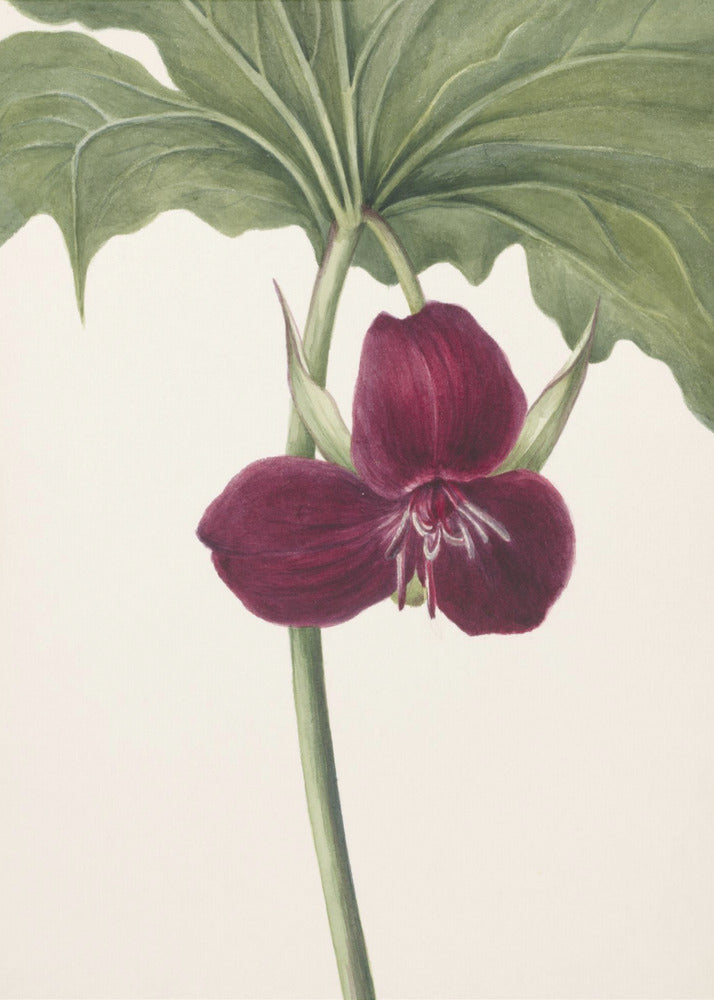 Zoete Trillium | Poster