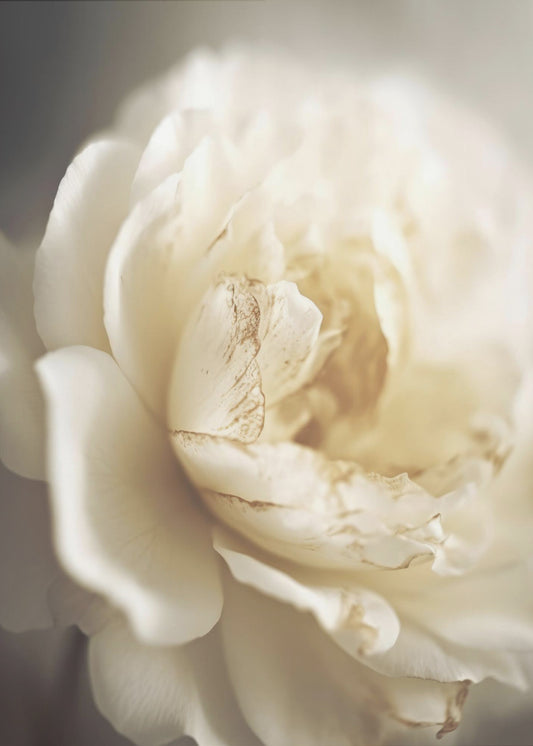 Ethereal Bloom | Poster