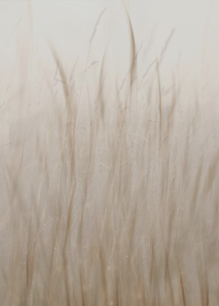 Weidegras | Canvas