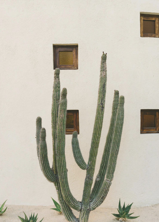 Cabo Cactus IX | Poster