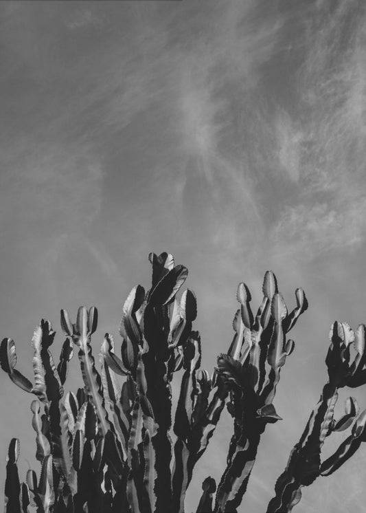 Monochrome Cactushemel | Poster