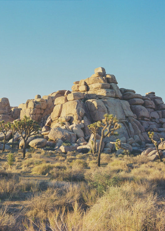 Zonsondergang in Joshua Tree | Poster