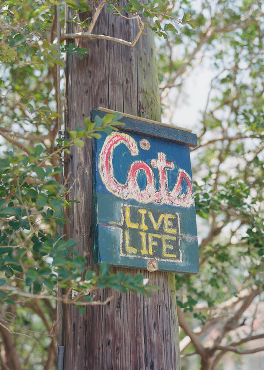 Katten uit New Orleans | Poster
