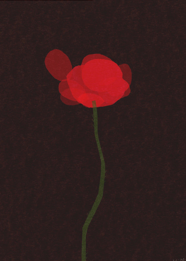 Klaproos | Canvas
