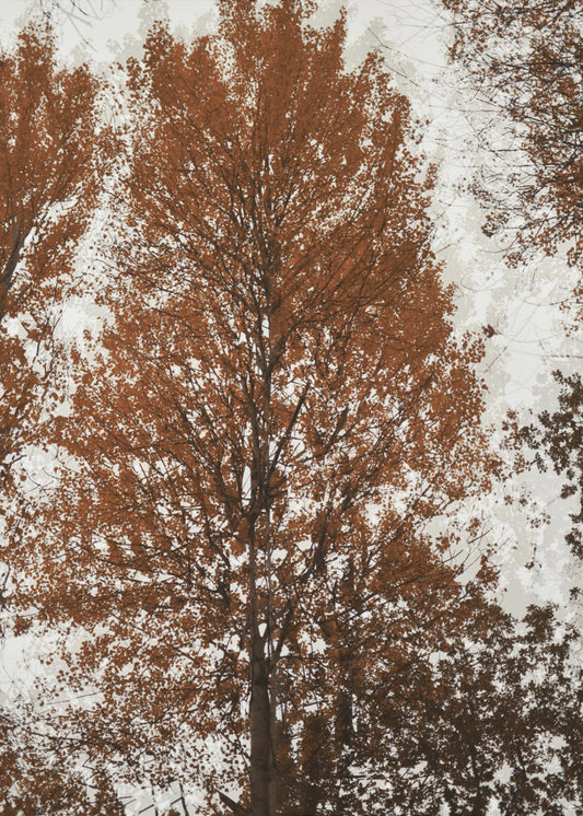 Aspen | Poster