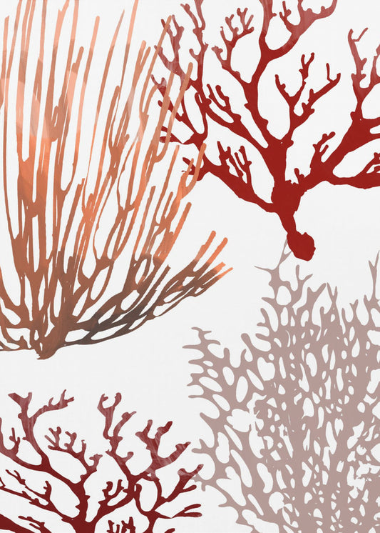 Roze en rood zeekoraal | Poster