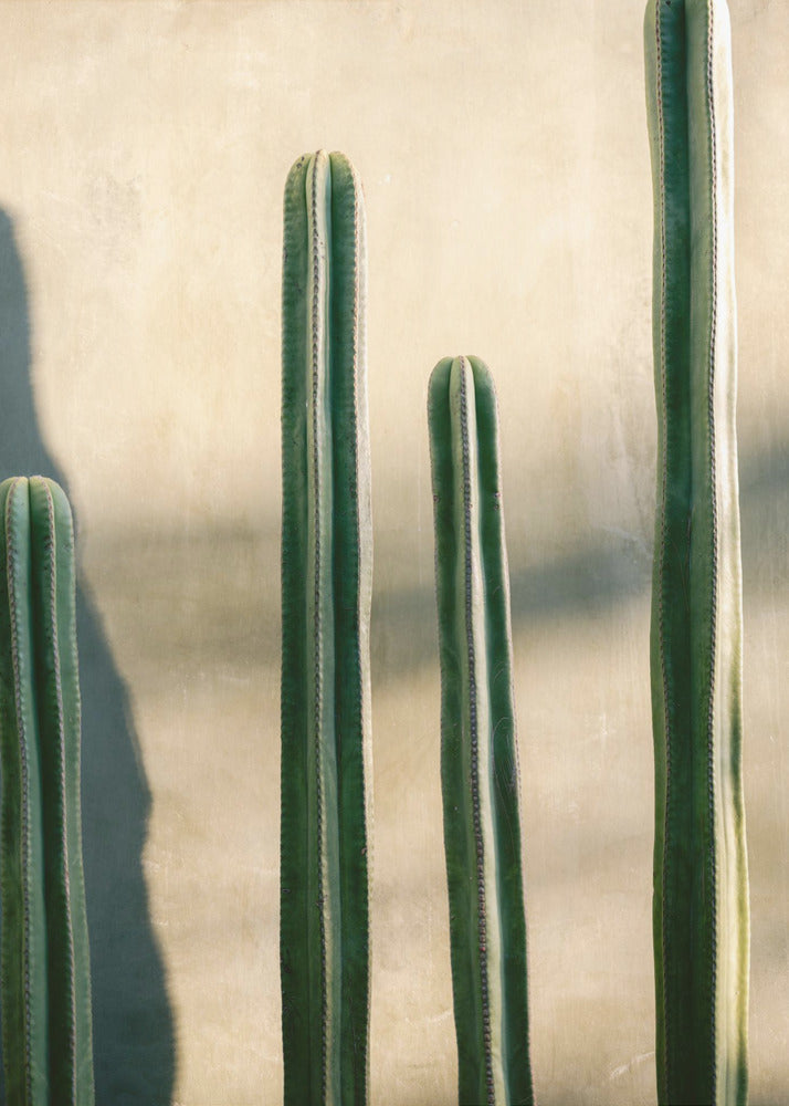 Oaxaca tinten groen | Mexico reisfotografie | Poster
