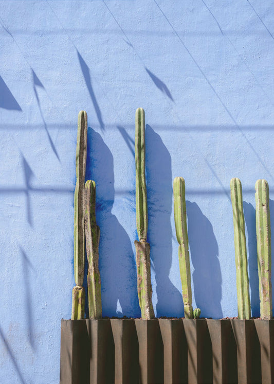 Hoge Cactussen | Reisfotografie Oaxaca Mexico | Canvas