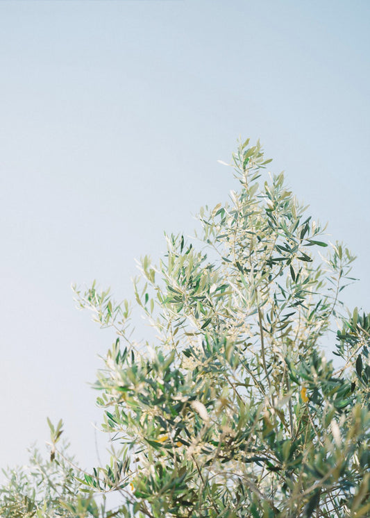 Olijven in Ostuni | Reisfotografie Italië | Canvas
