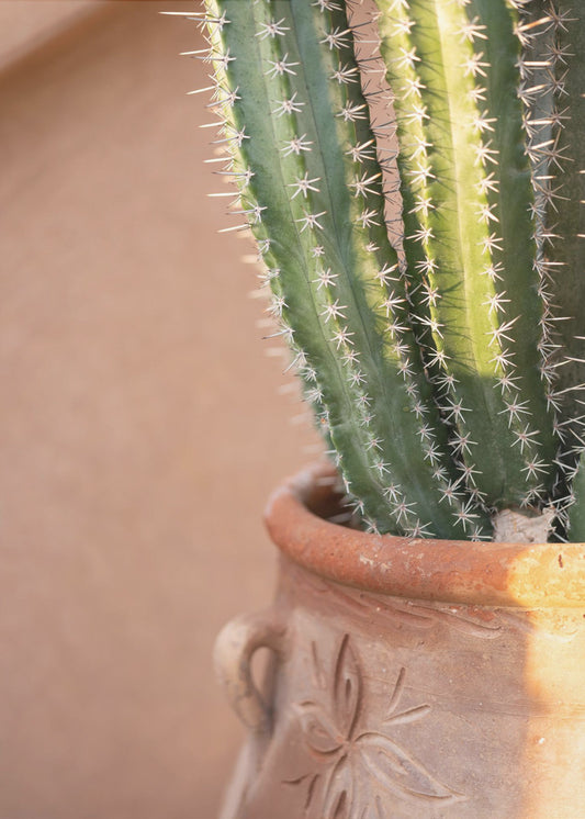 Groen op oranje | Reisfotografie in Marrakech | Canvas