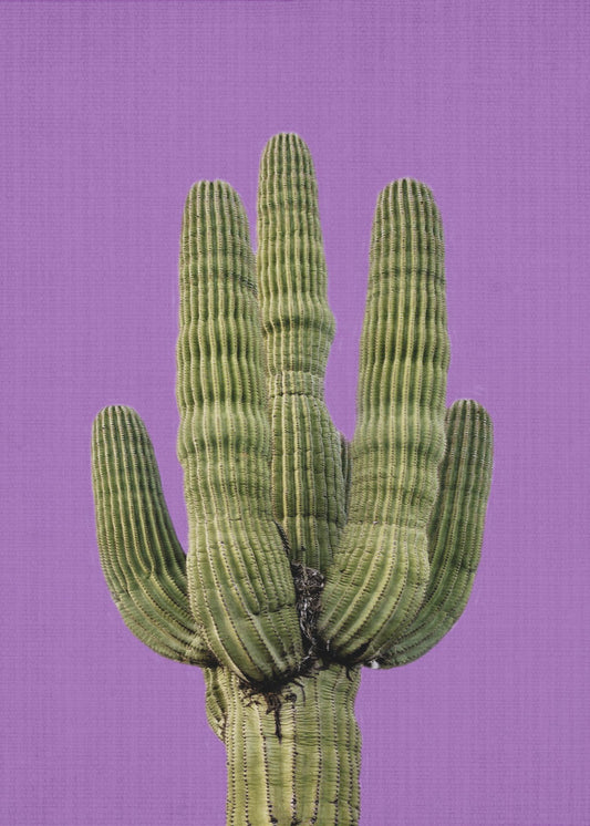 Purple Cactus | Poster