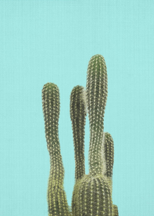 Turquoise Cactus | Poster
