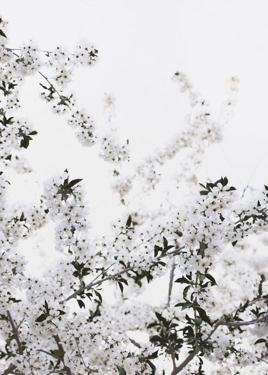 Witte Lenteboom 3 | Canvas