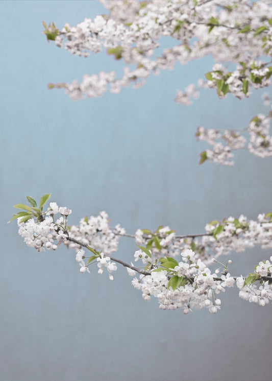 Kleurrijke Lente 14 | Canvas