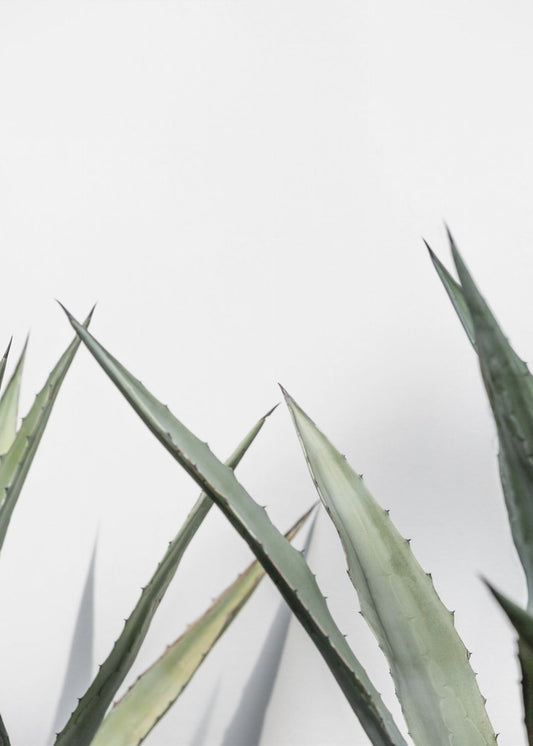 Cactus 7 | Canvas