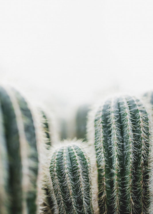 Cactus 1 | Canvas