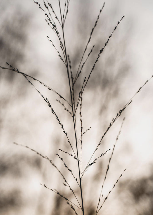 Gras 17 | Canvas