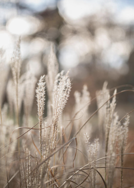 Gras 19 | Canvas