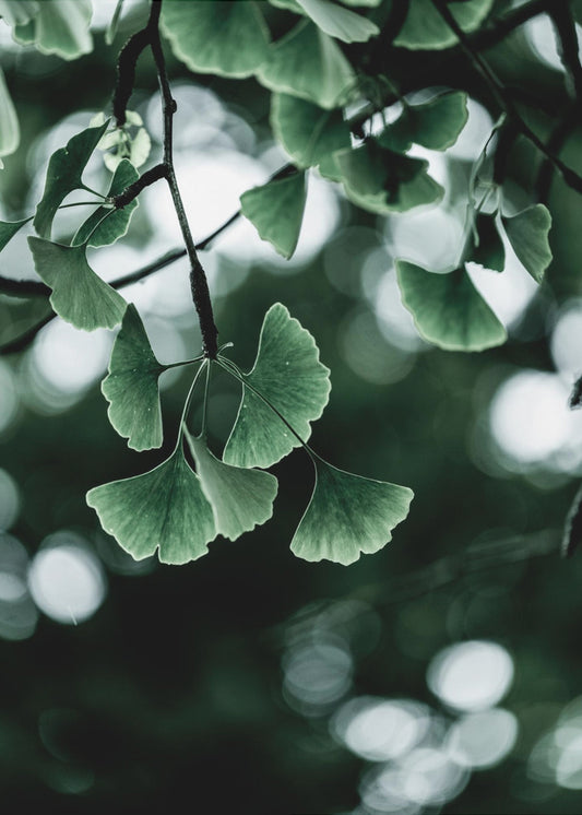 Ginko 1 | Canvas