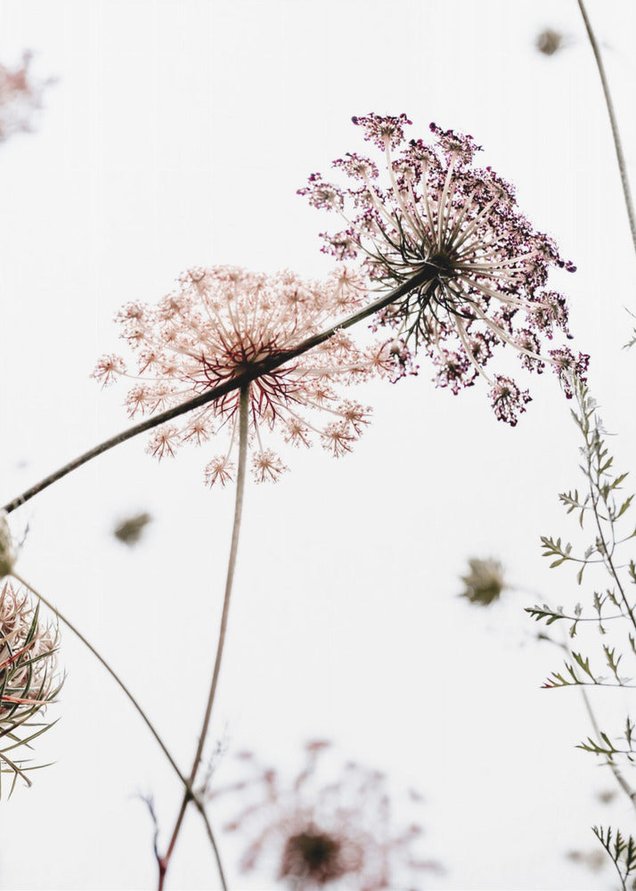 Zomerbloemen | Canvas