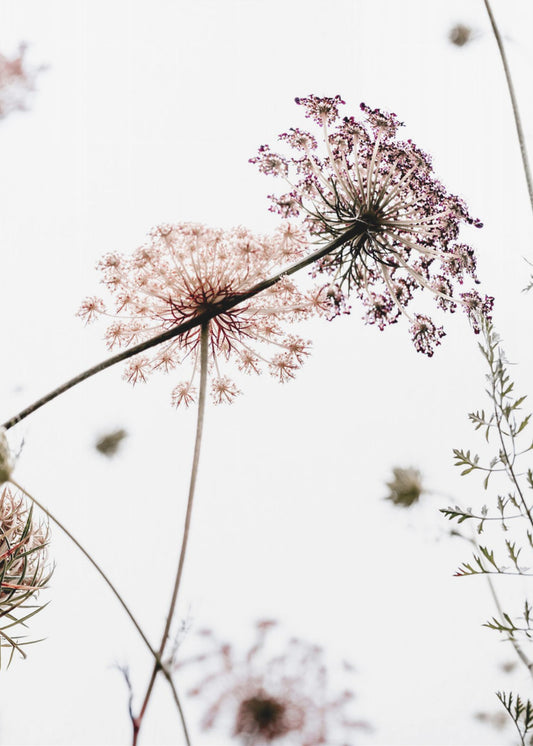 Zomerbloemen | Canvas