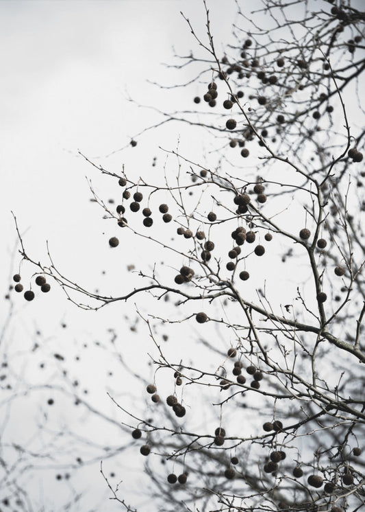 Wintersilhouetten 6 | Canvas